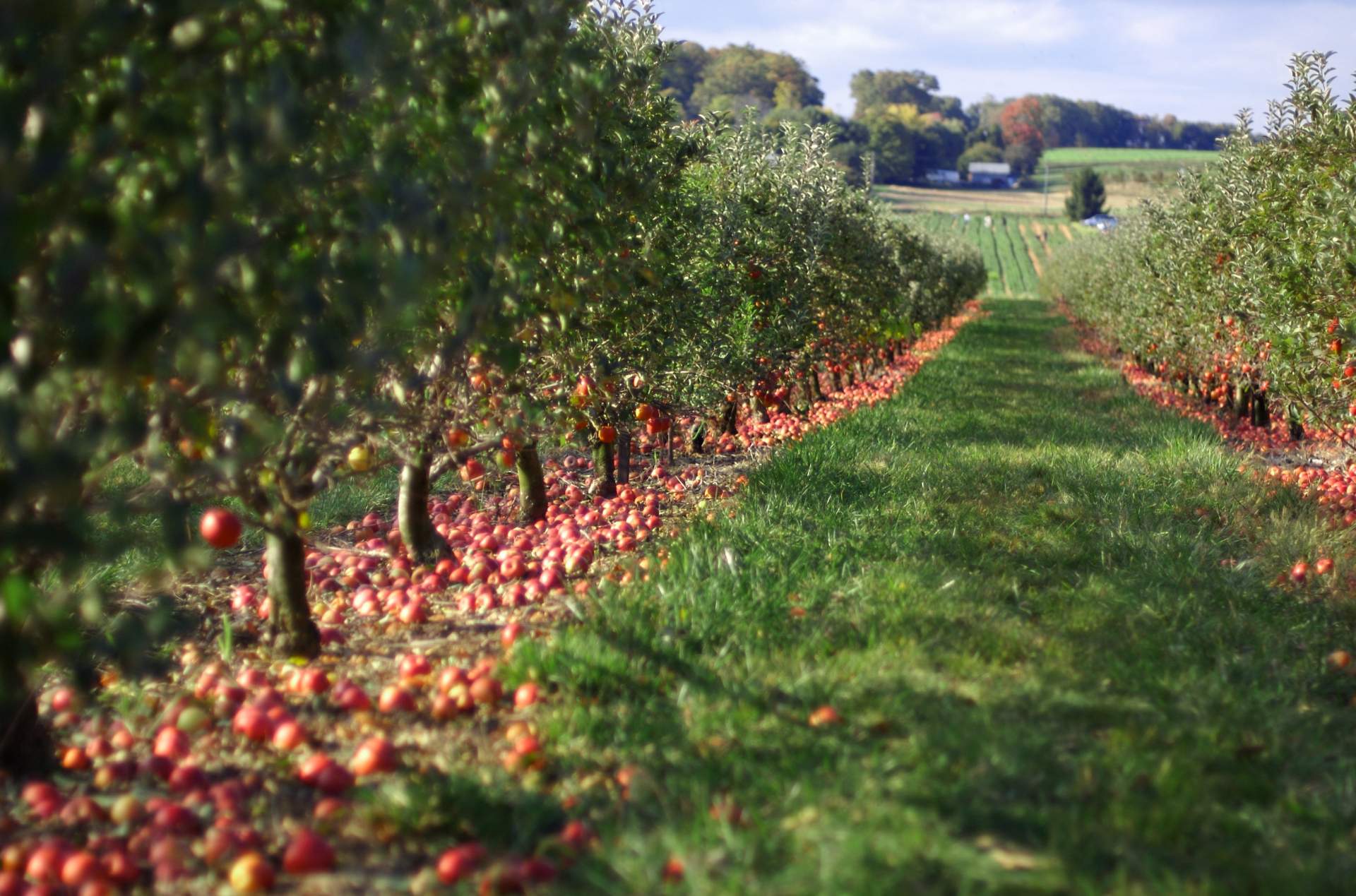 True North Orchards