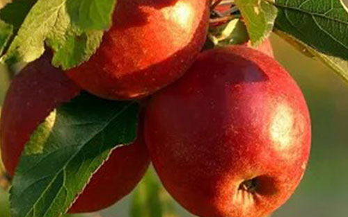 Braeburn