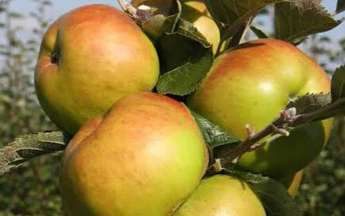 Bramley’s-Seedling
