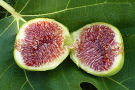 figs